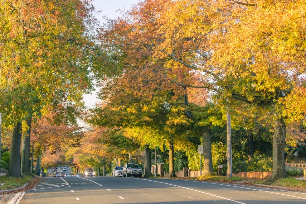 cars driving in residential neighborhood